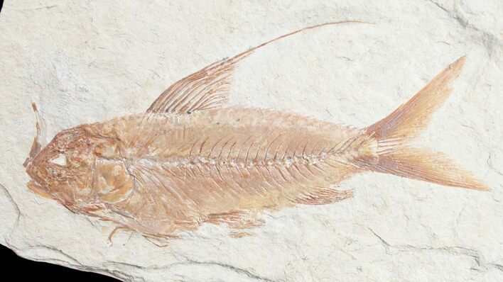 Fantastic Nematonotus Fossil Fish - #9471